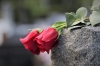 Для невістки! Жінка на Рівненщині вкрала 20 троянд з могили воїна