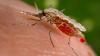 Хворих малярією на Рівненщині не знайшли