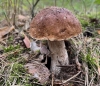 Ліси Рівненщини рясніють грибами (ФОТО)