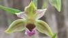 На півночі Рівненщини зацвіла рідкісна орхідея