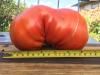 На Рівненщині чоловік виростив гігантський помідор