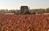 На Рівненщині збирають врожай гречки, сої та цукрових буряків