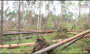 Негода завдала збитків лісам Рівненщини на 100 мільйонів гривень (ВІДЕО)