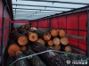 Зловили рівнянина з машиною краденої деревини (ФОТО)