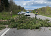 Посеред дороги біля Костополя повалилося дерево