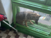 Собака в Сарнах застряг у віконній рамі багатоповерхівки