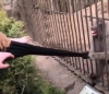 Віддай руку! Жінка ледве врятувалася від мавпи в зоопарку