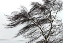 Синоптики попереджають про сильні пориви вітру на Рівненщині 