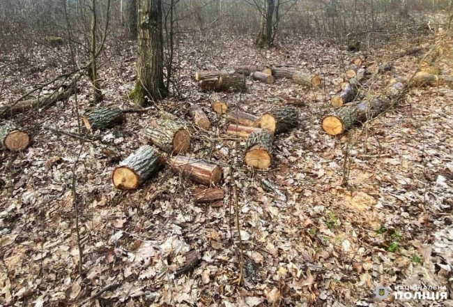 Крадену деревину на Поліссі возять позашляховиками