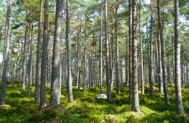 Порошенко підписав закон про збереження лісу