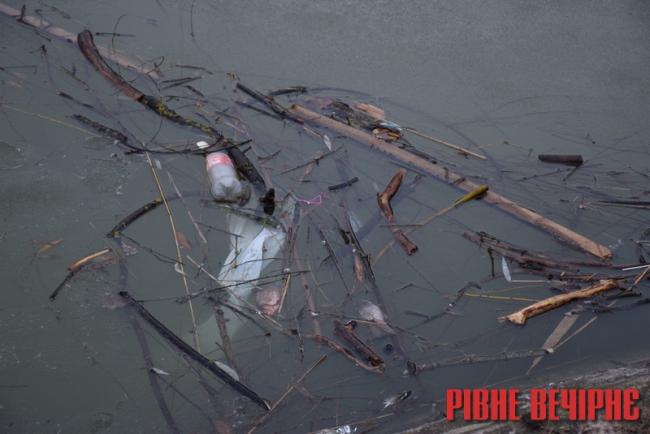 В озерці рівненської Лебединки вимерла риба (ФОТО)