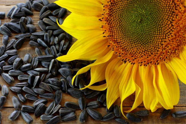 Вибір посівного матеріалу соняшника для вирощування по технології Євролайтинг