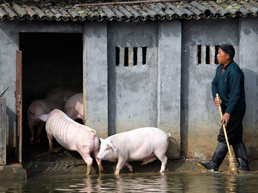 Китайський фермер навчив своїх свиней стрибати з вишки — смачніші будуть