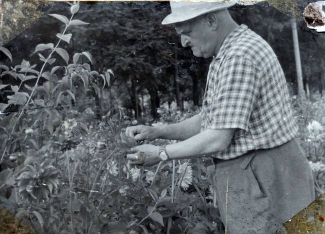 Анатолій Крашаниця біля своїх улюблених жоржин на ділянці в парку, кінець 1960-х
