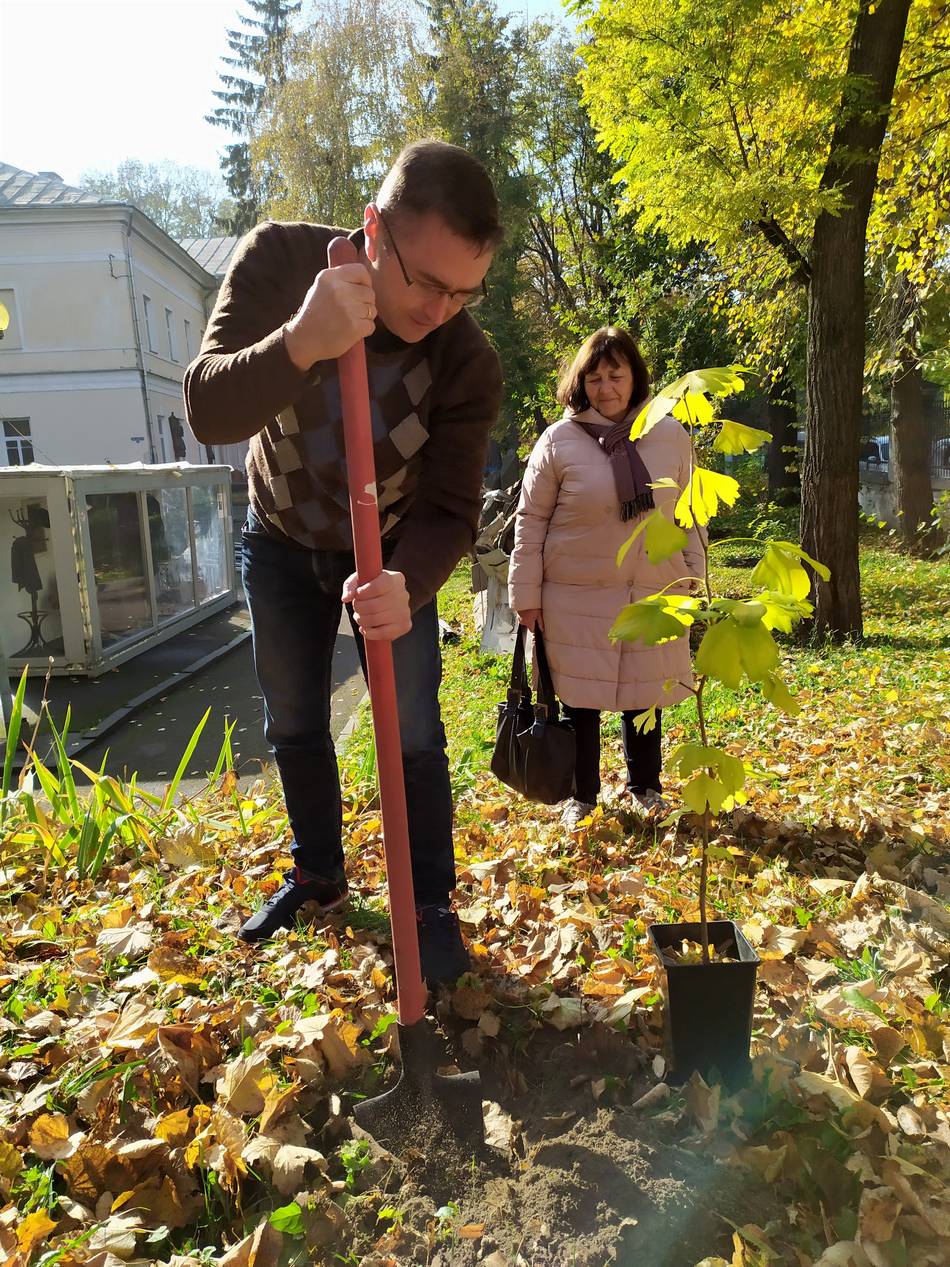 Висаджують гінкго біля музею