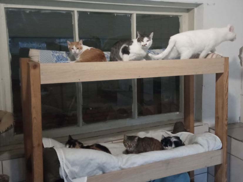 Гостомельський притулок