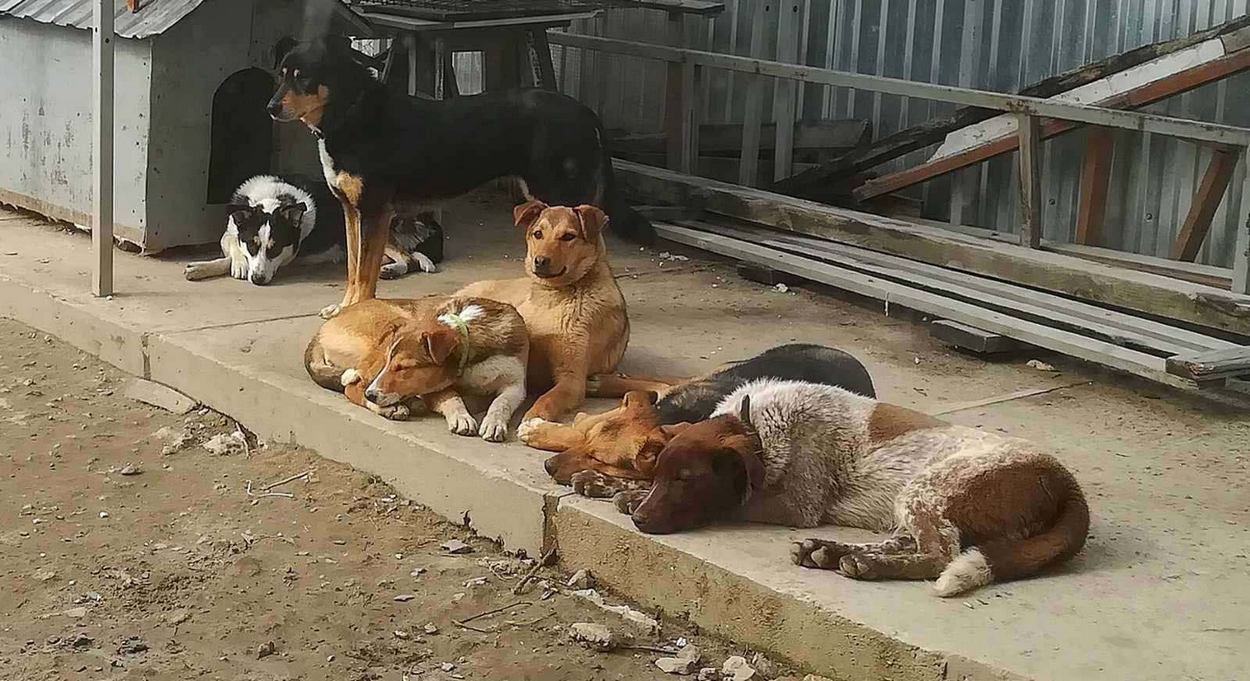 Притулок «Мокрий ніс»