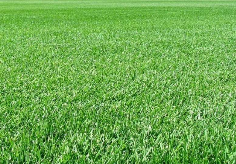 Добриво для газону