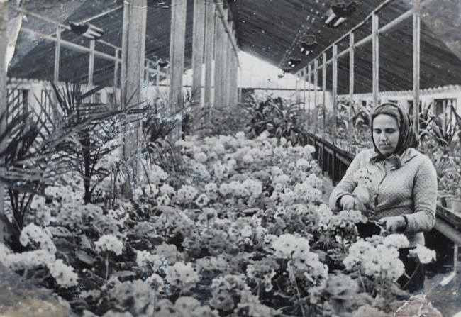 У теплиці парку, де вирощували й квіти для виставки