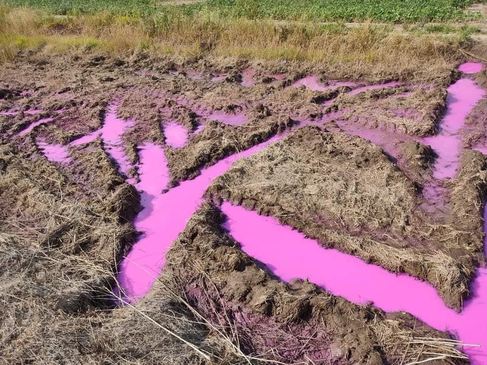 Ровно около. Розовая лужа. Розово фиолетовые волосы. Фото розовые лужи. Ровно Украина розовые лужи.