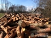 24-річний житель Полісся нарубав майже 200 кубометрів лісу