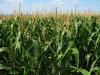 Агрокомпанії зменшують посіви кукурудзи