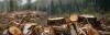Активісти заявляють про зрізання і викрадення дубів з Костопільського лісу (ВІДЕО)