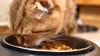 Беззерновий корм для котів: особливості годування