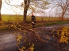 Буревій на Рівненщині повалив дерева