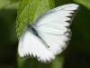 Через американський білий метелик ввели карантин 