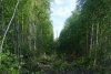 Через вирубку лісу знеструмили усе село на Поліссі