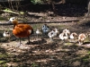 Червонокнижний птах розмножується у рівненському зоопарку (ФОТО)