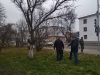 Чиновники дозволити зрізати майже 70 аварійних дерев на Костопільщині