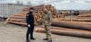 Чиновники знайшли на пилорамах Рокитнівщини деревину без чіпів
