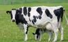 Чистопородних корів на Рівненщині побільшає