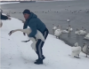 Чоловіків, які робили фото з диким лебедем на дамбі, розшукує поліція (ВІДЕО)
