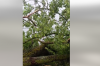 Дерево привалило медиків на Поліссі (ВІДЕО)