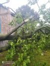 У Сарнах дерево впало на житловий будинок 