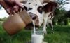 Держпродспоживслужба спростувала радіоактивність поліського молока