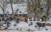 Дикі птахи та гаряча піч: як виглядає взимку етнопарк Оствиця у Рівному (ФОТО)