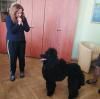 Директорка дитсадка прийшла на робочу зустріч до заступниці Хомка з гігантським пуделем (ФОТО)
