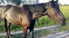 ДТП на Поліссі: кінь, запряжений у віз, врізався в автівку (ВІДЕО)