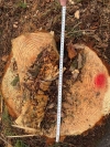 Екологи змусили кооператив відшкодувати збитки, завдані незаконними вирубками дерев