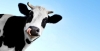 Фермерам Рівненщини заплатили за корів майже п`ять мільйонів гривень