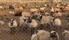 Фермери Рівненщини активно розвивають вівчарство