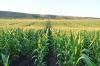 Фермери Рівненщини отримали безкоштовне насіння кукурудзи з-за кордону