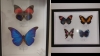 Француз подарував Дубенському замку колекцію екзотичних метеликів