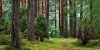 Гектари лісів на Рівненщині засаджують фруктовими деревами