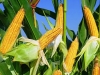 Громада на Дубенщині отримала майже мільйон за продаж вилученого посіву кукурудзи