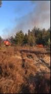 Камери спостереження виявили два підпали у лісгоспі